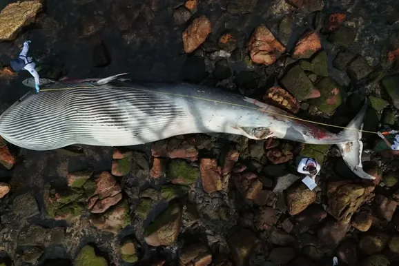 Baleia de quase 10 metros &eacute; encontrada morta no Canto da Praia, em Itapema