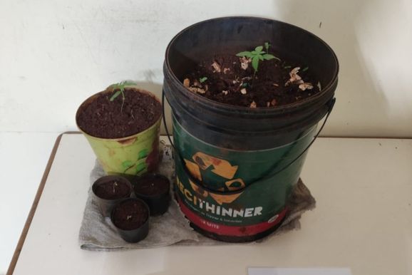 Homem &eacute; preso por cultivar maconha em resid&ecirc;ncia em Andir&aacute;