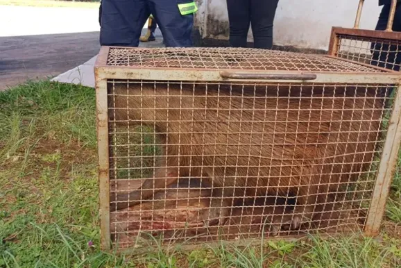 Corpo de Bombeiros resgata capivara &agrave;s margens da BR-369 no Norte Pioneiro