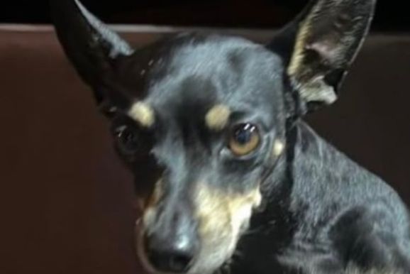 ​C&atilde;o 'Pantro' desaparece nas proximidades da avenida em Jacarezinho