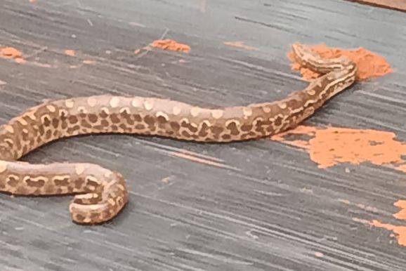 Cobra &eacute; encontrada na ca&ccedil;amba de caminh&atilde;o em Loanda
