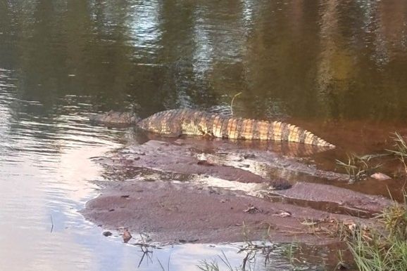 Filhote de jacar&eacute; vive no lago de S&atilde;o Pedro do Paran&aacute;
