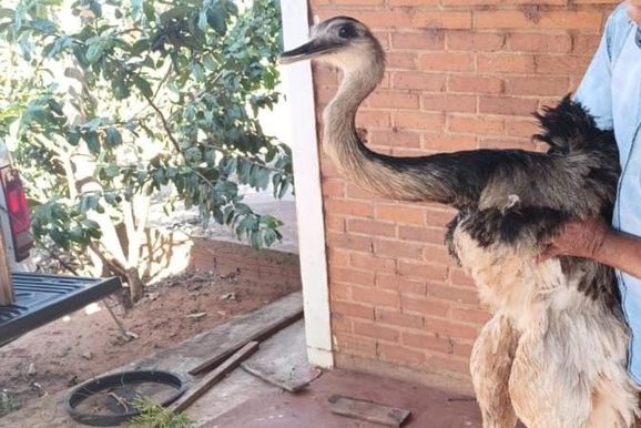 Ema &eacute; resgatada em fazenda de Loanda