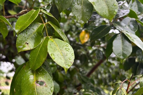 Primavera deve ser mais quente e chuvosa em Loanda