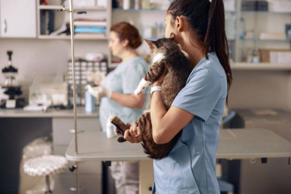 Curso profissionalizante de auxiliar de veterin&aacute;rio e pet shop abre vagas em Loanda