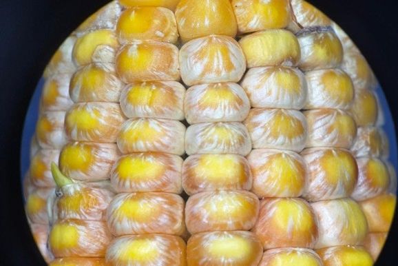 Funda&ccedil;&atilde;o Rio Verde orienta produtores no combate &agrave;s doen&ccedil;as do milho