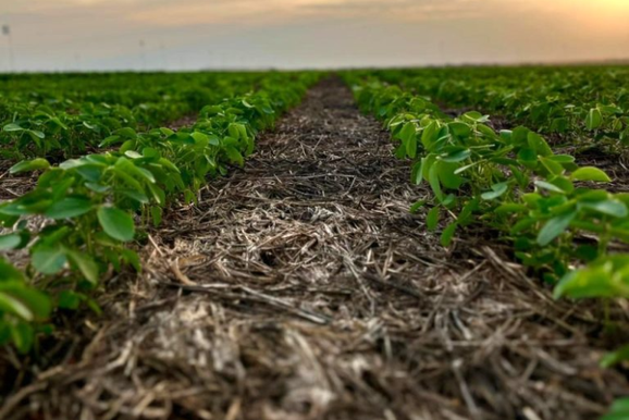 Pesquisa da Funda&ccedil;&atilde;o Rio Verde apresenta efeito de produtos foliares na nutri&ccedil;&atilde;o da soja