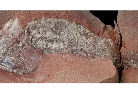 F&oacute;ssil de peixe pr&eacute;-hist&oacute;rico de 252 milh&otilde;es de anos &eacute; encontrado em MT