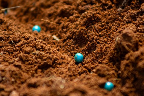 Semente Forte orienta produtores para garantir boa implanta&ccedil;&atilde;o da soja