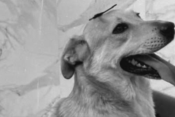 Morte de c&atilde;o a tiros em distrito de Mariana gera revolta