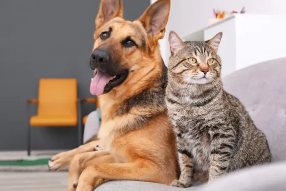 Programa de castra&ccedil;&atilde;o gratuita j&aacute; atinge 895 animais em Mirassol