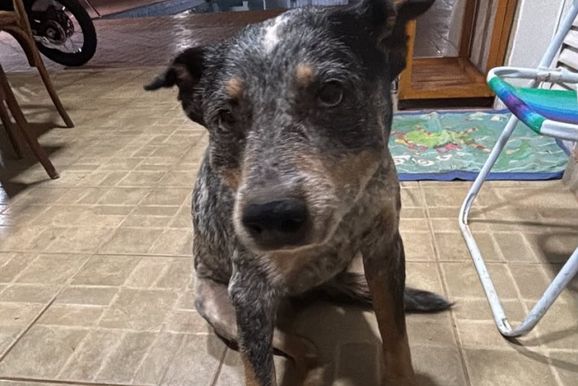 Blue Heeler encontrado no Jardim das Ac&aacute;cias reencontra a tutora ap&oacute;s mat&eacute;ria