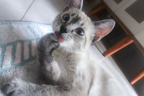 Gatinha Flora &eacute; encontrada ap&oacute;s um dia de buscas em Mirassol