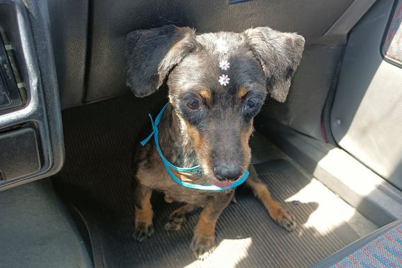Fam&iacute;lia procura por Nina, cachorrinha de 9 anos desaparecida em Mirassol