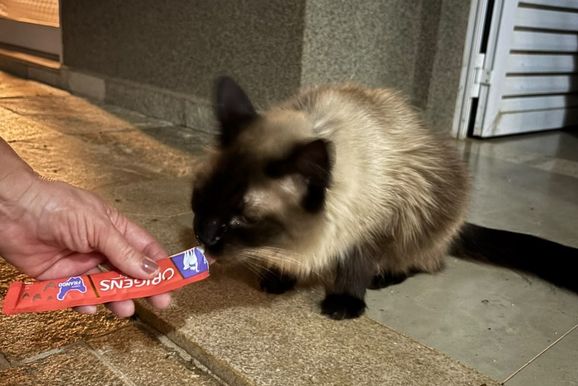 Gatinho Fuma&ccedil;a &eacute; encontrado em Rio Preto ap&oacute;s desaparecer em Mirassol