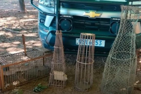 Homem &eacute; multado ap&oacute;s matar jacar&eacute; para consumo em &aacute;rea rural de Mirassol&acirc;ndia