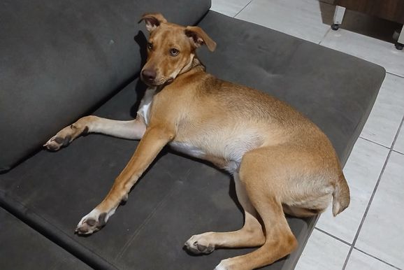 Mel &eacute; encontrada ap&oacute;s mobiliza&ccedil;&atilde;o no Regissol