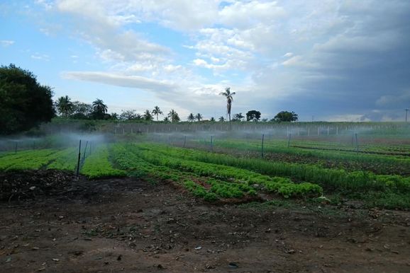 Banco de Alimentos recebe 196 kg de verduras para entidades de Mogi Mirim