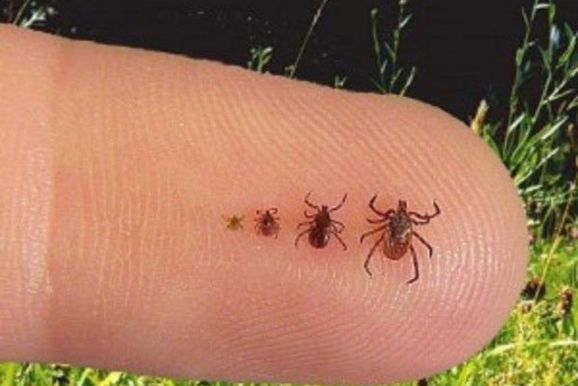 Cidade registra segundo &oacute;bito este ano causado pela doen&ccedil;a