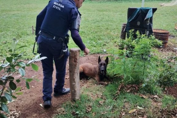 GOC localiza p&eacute;s de maconha em &aacute;rea atr&aacute;s de creche em Mogi Gua&ccedil;u