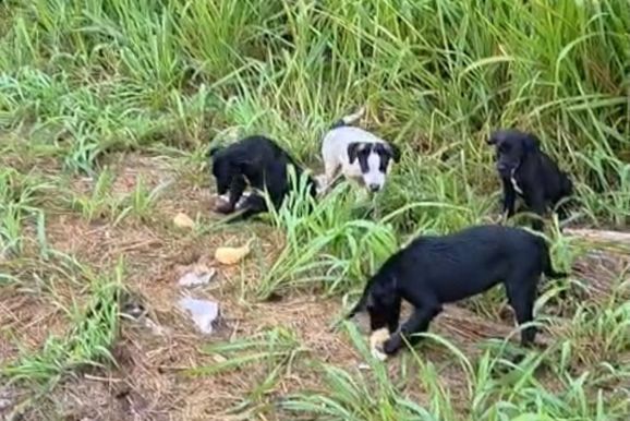 Cinco filhotes abandonados em mata correm risco de atropelamento em Graciosa