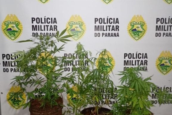Homem &eacute; preso ap&oacute;s PM encontrar p&eacute;s de maconha em casa durante cumprimento de mandado