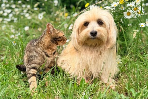 Prefeitura orienta como denunciar maus-tratos a animais em Paranava&iacute;