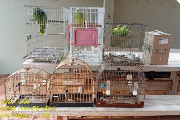 Quatro pessoas s&atilde;o levadas &agrave; delegacia por manter aves silvestres em cativeiro