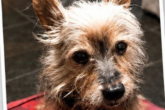 C&atilde;o idoso desaparece e fam&iacute;lia oferece recompensa em Paranava&iacute;