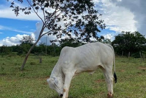 PM recupera gado furtado de propriedade rural em Flora&iacute;