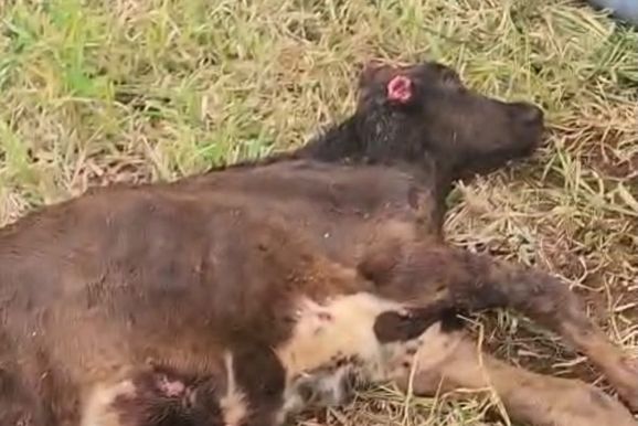 URGENTE: quatro c&atilde;es atacam bezerro no Jardim Morumbi, em Paranava&iacute;
