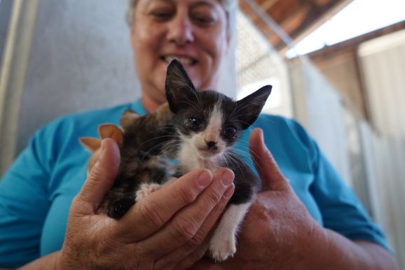 Ara&ccedil;atuba oferece vacina&ccedil;&atilde;o antirr&aacute;bica gratuita para c&atilde;es e gatos no CCZ