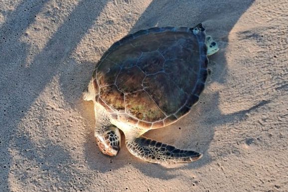 Tartaruga marinha &eacute; encontrada morta na Praia de Taperapu&atilde; em Porto Seguro