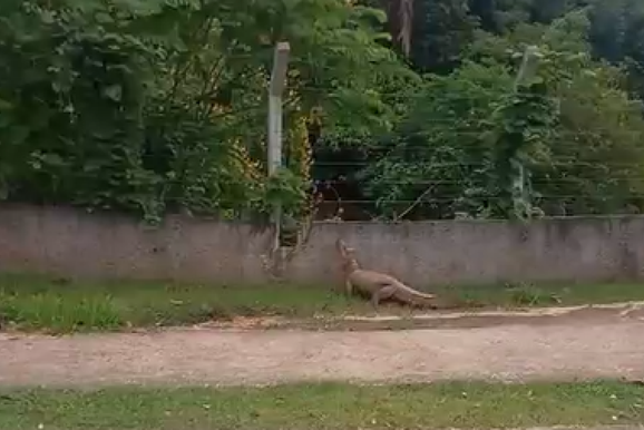 V&Iacute;DEO: Jacar&eacute; surpreende frequentadores no Espa&ccedil;o Alternativo em Porto Velho