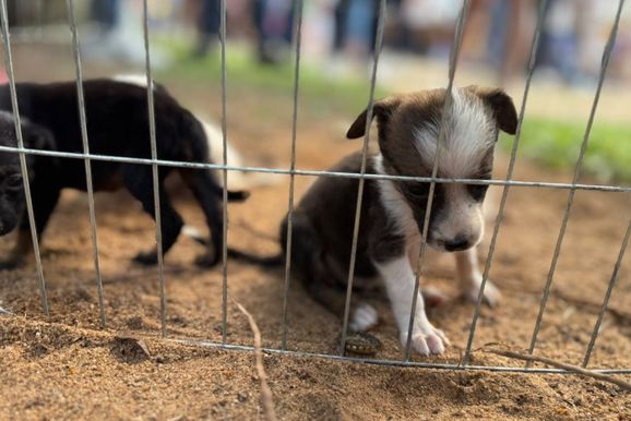 Feira de ado&ccedil;&atilde;o da Prefeitura ter&aacute; 13 c&atilde;es e gatos neste domingo na Rua do Lazer