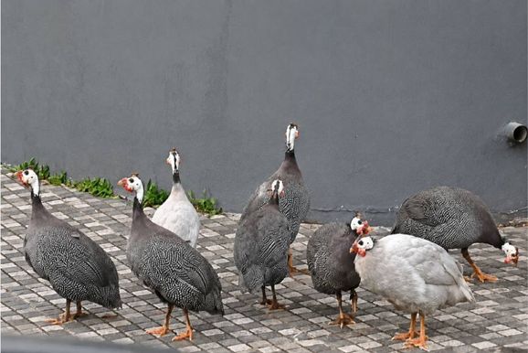Bando de angolas em via p&uacute;blica atrai curiosidade em bairro de alto padr&atilde;o em PA