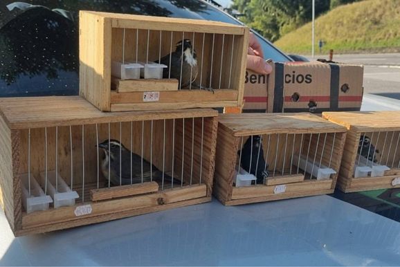 Aves silvestres resgatadas pela PRF na Fern&atilde;o Dias seriam levadas para Norte de MG