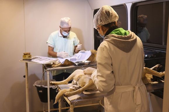 Castram&oacute;vel atende no bairro P&atilde;o de A&ccedil;&uacute;car em PA entre os dias 06 e 30 de julho