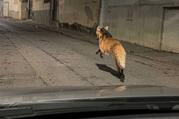 V&iacute;deo mostra lobo-guar&aacute; correndo por ruas de Santa Rita do Sapuca&iacute; na madrugada&nbsp;