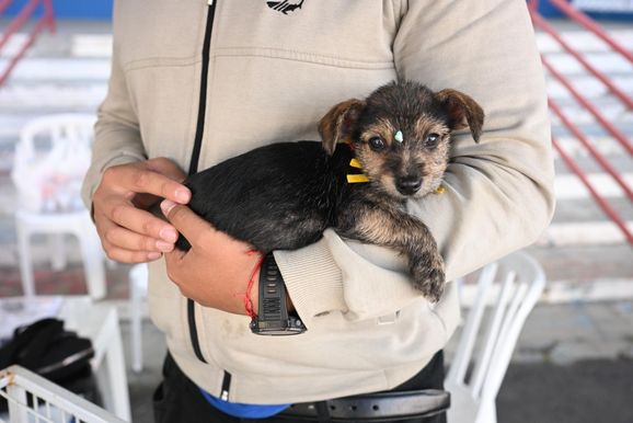 Pra&ccedil;a Senador Jos&eacute; Bento em PA recebe feira de ado&ccedil;&atilde;o de c&atilde;es e gatos neste s&aacute;bado