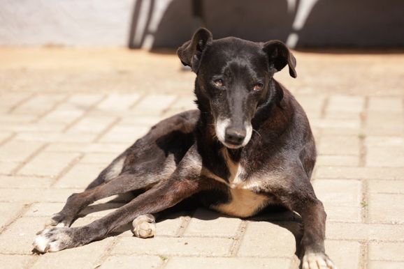 Divulgado nesta ter&ccedil;a-feira o cronograma do Plant&atilde;o Veterin&aacute;rio para setembro em PA