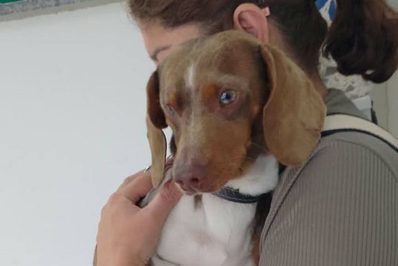 Moradora encontra cachorro perdido no bairro Foch II e procura pelo dono do animal
