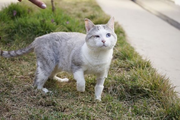 Segunda etapa da vacina&ccedil;&atilde;o de c&atilde;es e gatos chega &agrave; &aacute;rea urbana de PA neste s&aacute;bado