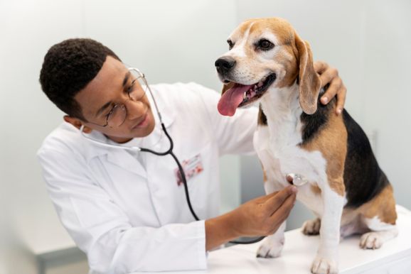 A import&acirc;ncia do diagn&oacute;stico precoce no tratamento do c&acirc;ncer de mama em cadelas e gatos