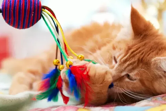 Enriquecer o ambiente pode deixar seu gato mais feliz e saud&aacute;vel