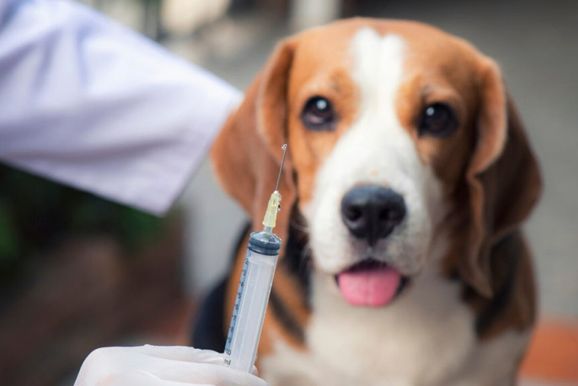 Bairro Batistada recebe vacina&ccedil;&atilde;o para c&atilde;es e gatos no dia 15 de agosto