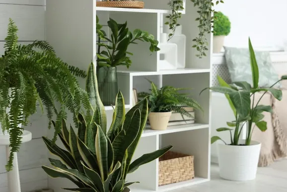 Plantas podem deixar a casa mais agrad&aacute;vel? O que vale a pena saber
