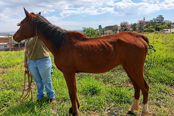 Cavalo &eacute; apreendido ap&oacute;s den&uacute;ncia de poss&iacute;vel maus-tratos em Rio das Pedras
