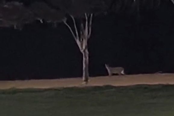 Imagens mostram on&ccedil;a-parda caminhando na praia de Porto Mendes