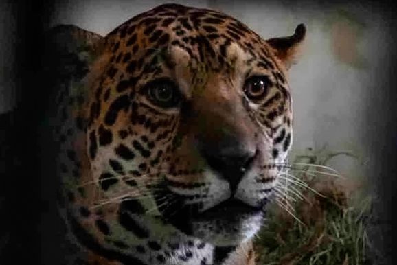 Ref&uacute;gio da Itaipu recebe on&ccedil;a-pintada capturada ap&oacute;s opera&ccedil;&atilde;o de 48 dias